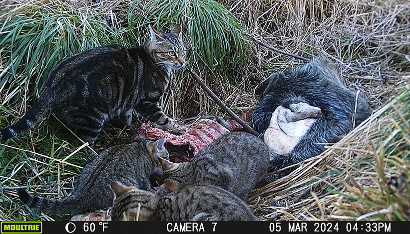 Dead pig a bit further downstream, with the 3 feral cats eating it.