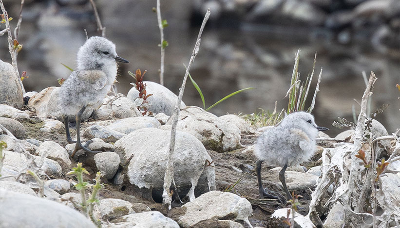 2 wrybill chicks 2024