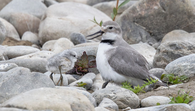 wrybill chick 2024